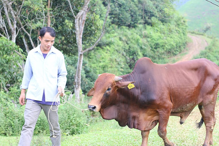 Chua is learning how to take care of his cow through our training.