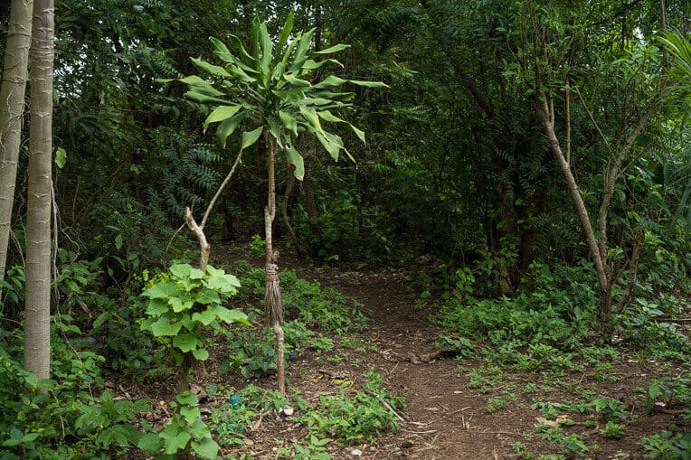 It's a narrow path through dense woods that many villagers used to walk to seek spiritual favors through Ogouleroun, formerly the village shaman.