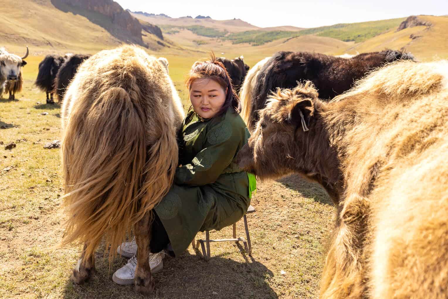 Amina’s mother, Doljinsambuu, goes about her daily chore of milking the yaks.