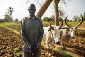 Bul beside oxen