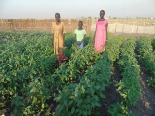 Samaritan's Purse is providing training to some farmers in Mayendit. The project is yielding a good harvest.