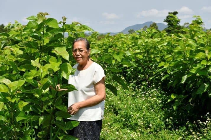 Once a bomb-strewn plain—the aftermath of the Vietnam War—this field in Laos is now bursting with mulberry trees that feed silkworms and provide a sustainable livelihood for hundreds of families.