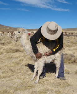Man gives llama needle