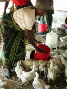 Woman feeds chickens