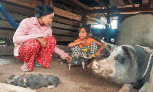Cambodian woman and daughter with pigs