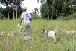 Dairy Goats Improve Nutrition for Families